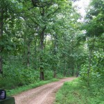 Teak forest in Bojo Negoro, East Java